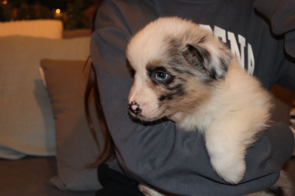 Paradoz Bleuenn - Chiot disponible  - Berger Australien