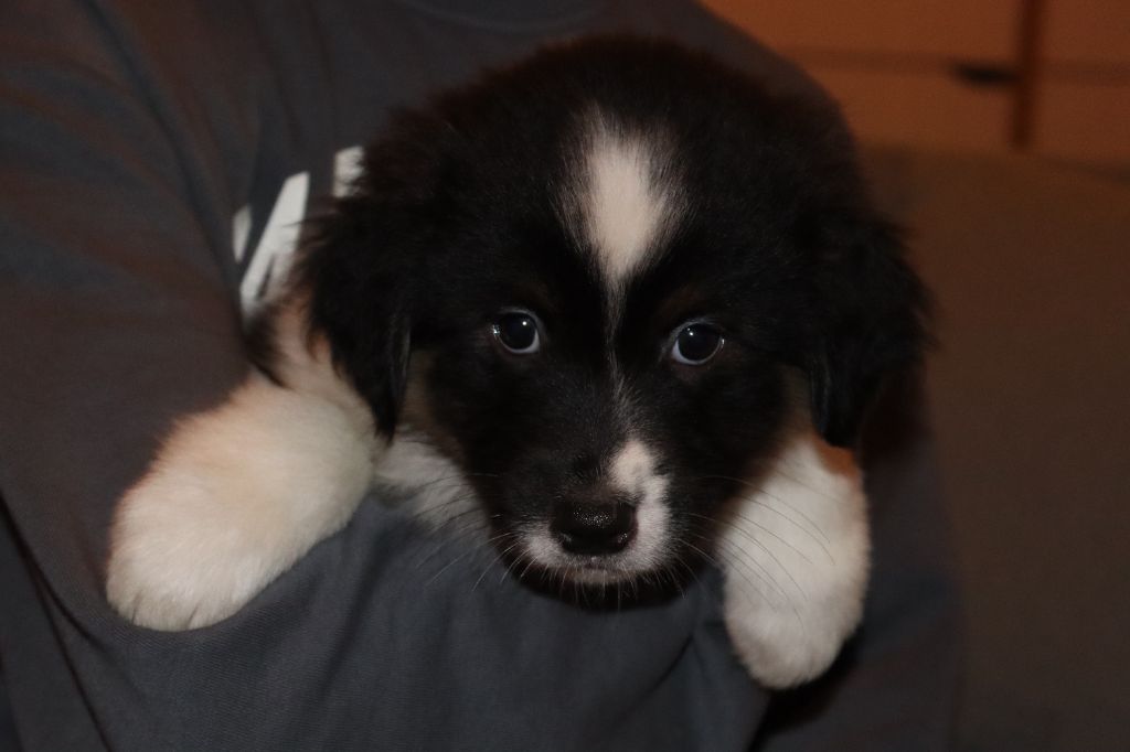 Paradoz Bleuenn - Chiot disponible  - Berger Australien