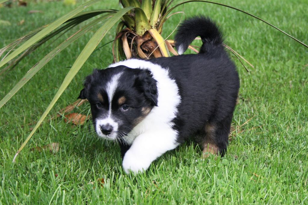 CHIOT