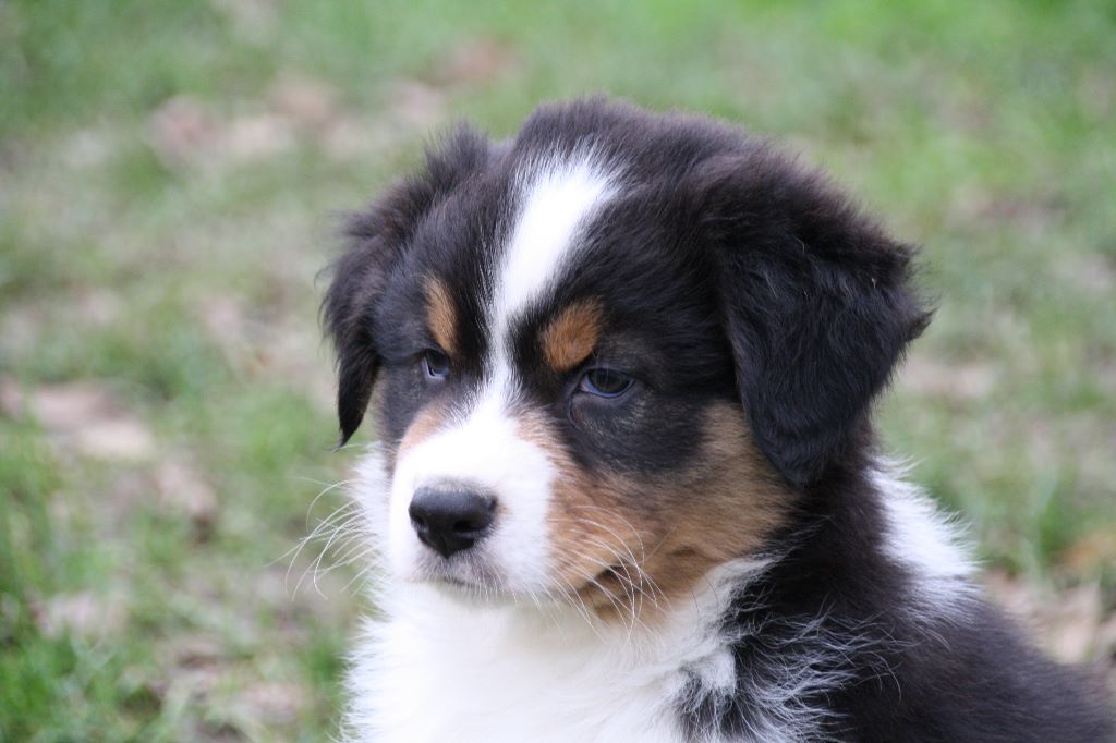 Paradoz Bleuenn - Berger Australien - Portée née le 28/10/2019